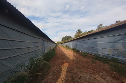 🏡 Granja Produtiva e Automatizada à Venda – Excelente Oportunidade de Investimento!