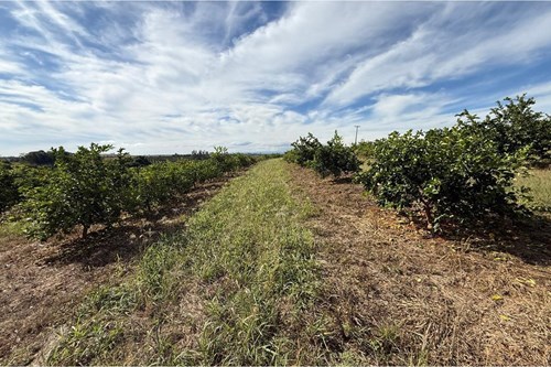 Sitio de 66.000m2 em alta produção de limão