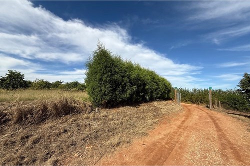 Sitio de 66.000m2 em alta produção de limão