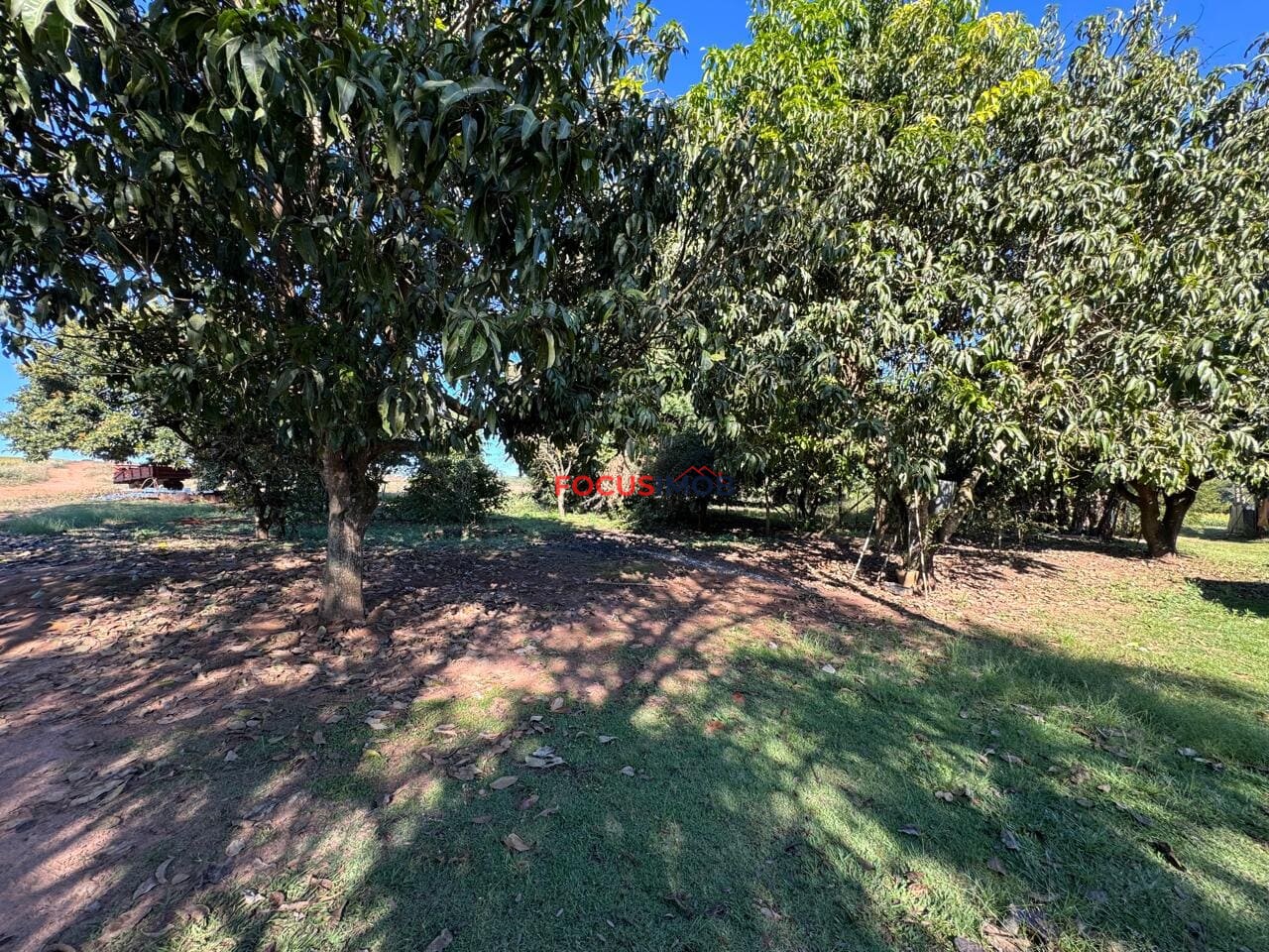 Excelente Sítio de 2 Alqueires em Conchal – Fácil Acesso e Documentação OK