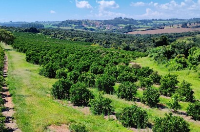 Fazenda de Laranja Produtiva à Venda em São Sebastião do Paraíso – 169 ha, Alta Produção 🍊