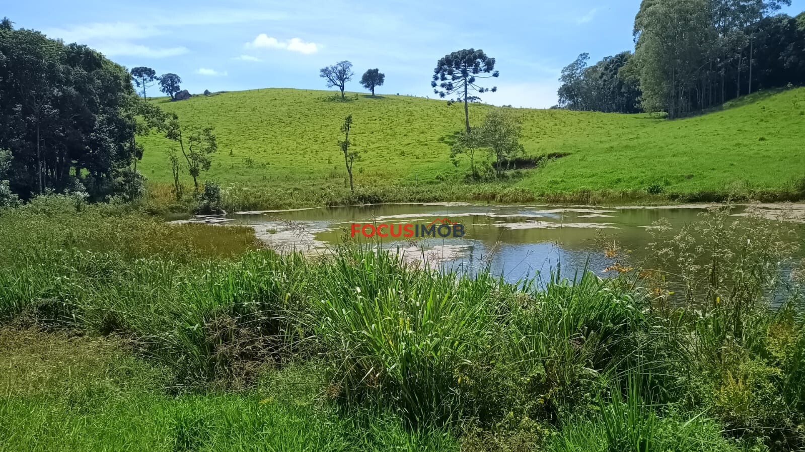 Sítio Completo à Venda em Santa Rita de Caldas/MG – 35 Alqueires, Estrutura Pronta para Pecuária